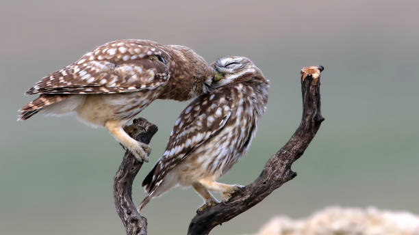 istock Kukumav » Athene noctua » Little Owl 1328007252