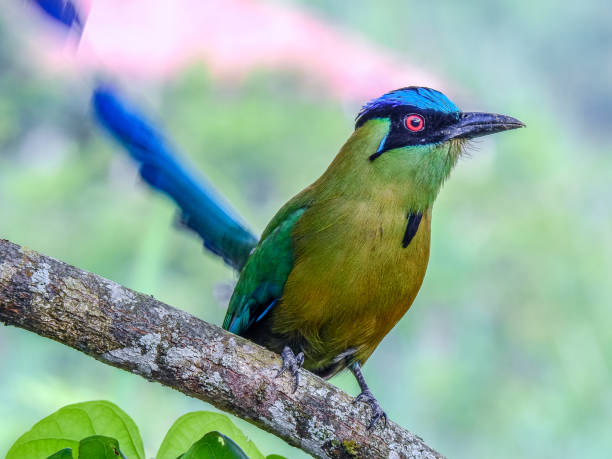 istock Tropical birds of Colombia 1328007277