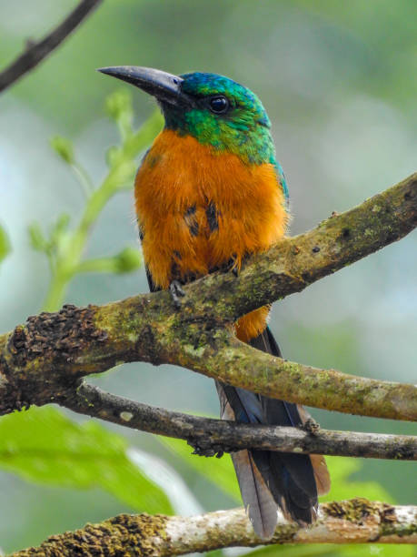 istock Tropical birds of Colombia 1328008376