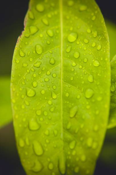 istock close up of water drops on colorful leaf 1328011217