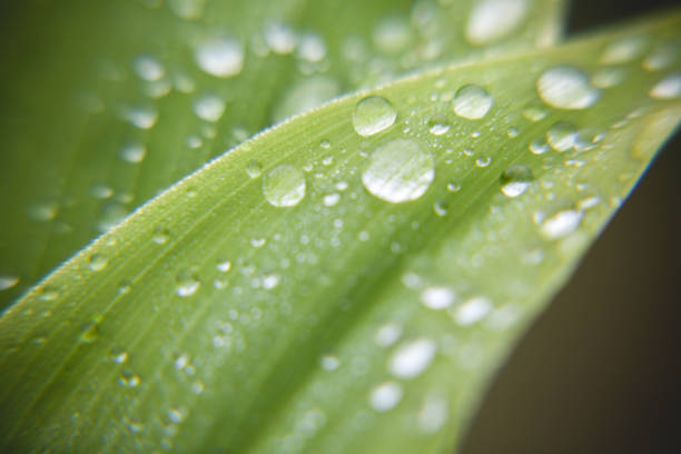 istock close up of water drops on colorful leaf 1328011537