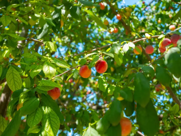 Red plum tree. Prunus cerasifera, also called  myrobalan or cherry plum. Branch with ripe fruits.