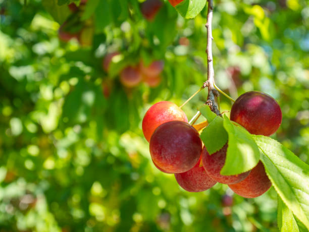 istock Red plum tree. Wild plum fruits. 1328013748