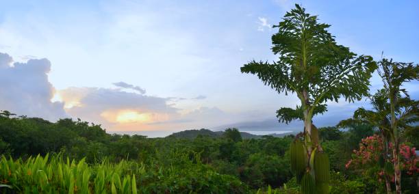 istock Jamaican Blue Mountains Sunrise 1328014260
