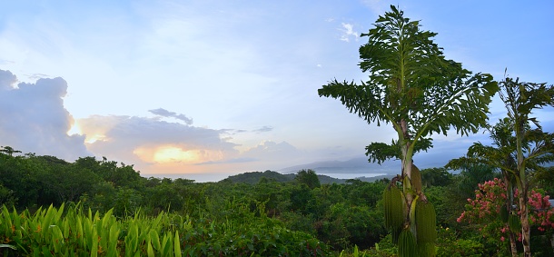Sunrise across Annotto  Bay looking at the Blue Mountains in Jamaica From Green Castle Estate with a fishtail palm tree in the foreground