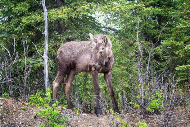 istock Moose in Alaska in Wooded Area 1328015014