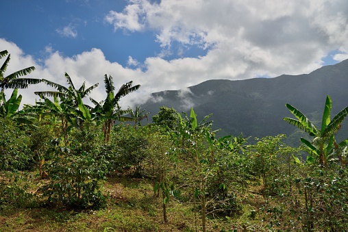 A palm covered coffee plantation in Jamaica’s Blue Mountains National Park, it is so shady that it is hard to see the coffee plants