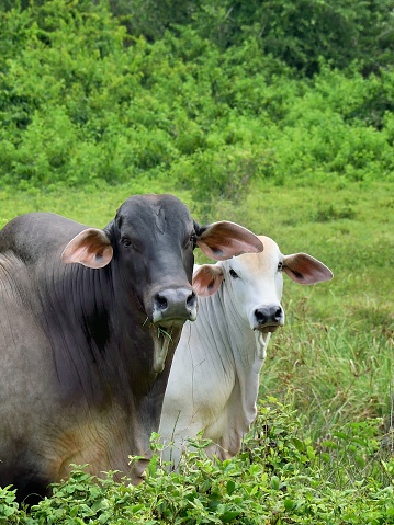 Well, this reminded me of so many wedding portraits that I just had to do it, a Brahman Bull and Cow living in paradise.  Write your own story