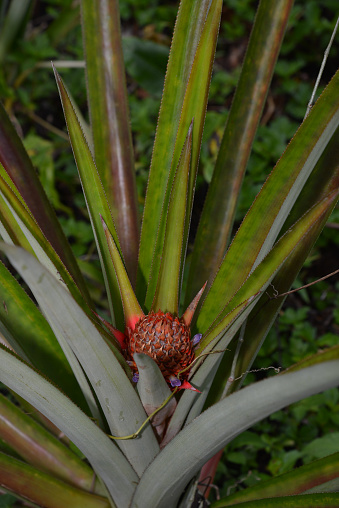 Views of a Pineapple on a plant