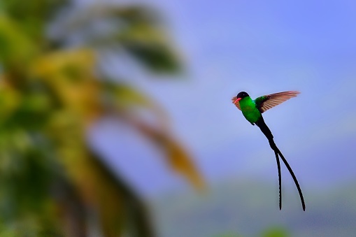 An iridescent  Red-billed Streamertail hummingbird, aka Doctor  Bird, perching regally, Jamaica