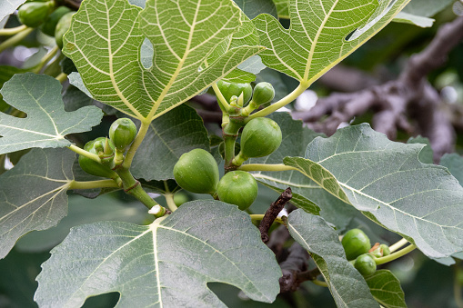 green figs on tree in spring close-up