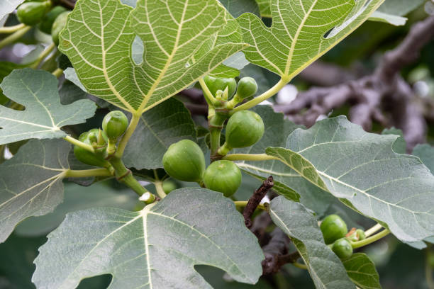 Figs On The Branch Of A Fig Tree Figs On The Branch Of A Fig Tree fig tree photos stock pictures, royalty-free photos & images
