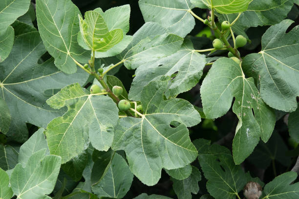 istock Figs On The Branch Of A Fig Tree 1328017727
