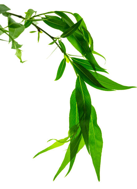 Green leaves isolated on white background. Young leaves of green trees . Willow. Spring. Green leaves close up. Beautiful Fresh Green Leaves.