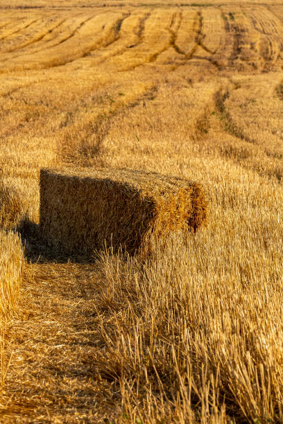 istock Straw hay bales on a field 1328018027