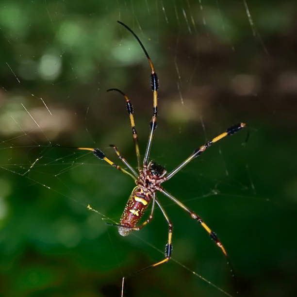 Banna, Golden Silk or Silk Orb-weaver in Jamaica - I A large scary looking golden silk orb-weaver( golden silk, or banana ) non-poisonous spider in a rainforest of Jamaica spider spider web large travel locations stock pictures, royalty-free photos & images