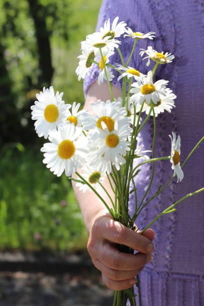 istock Female hands holding beautiful bouquet of chamomile. 1328019738