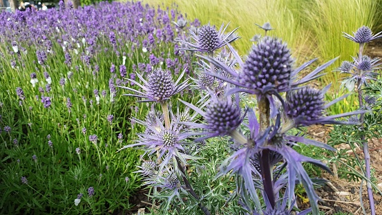 Close up of thistles and bluebells