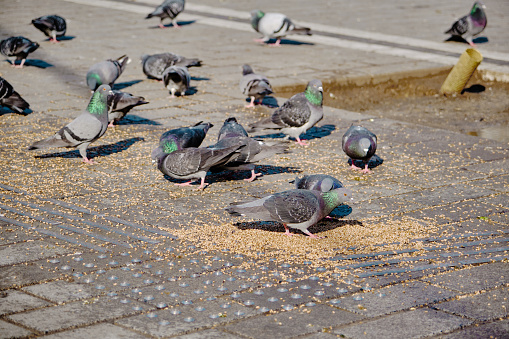 Many birds, pigeon and doves with colorful green and purple feathers in their necks on the bird seeds and foods in beyazit istanbul. They are feeding by wheat berry and bird fodder