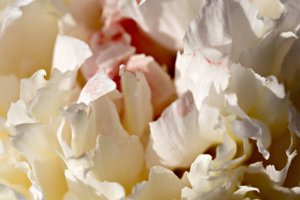 istock close up of white peony petal, soft dreamy image 1328020271
