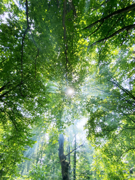istock Beautiful forest with sunlight in foggy summer 1328022413