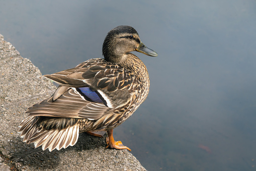 Portrait of Duck Mallard female on concrete berth near a water