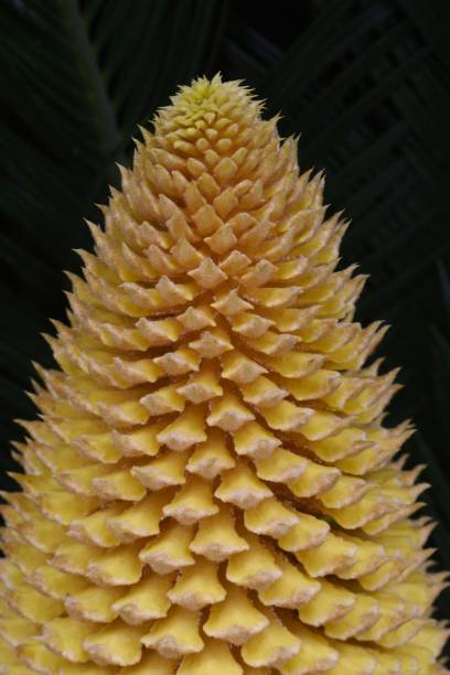 istock Male flower of Cycad. 1328024728