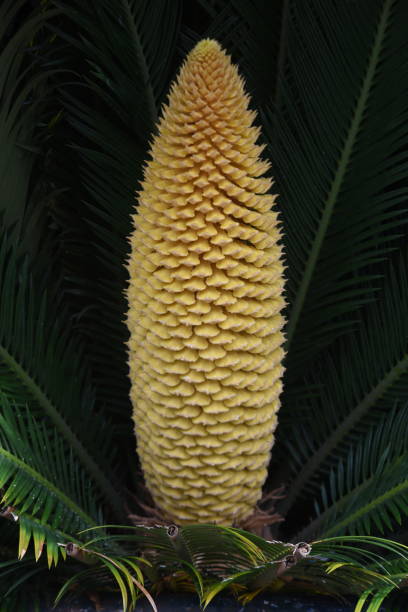 istock Male flower of Cycad. 1328024734