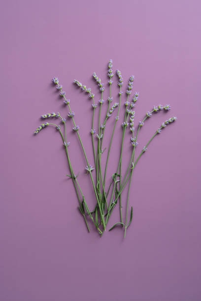 istock Lavender flowers on purple background. Flat lay, top view. 1328025413