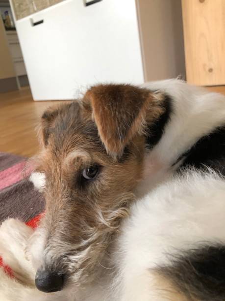 istock Relaxing dog at home 1328025755
