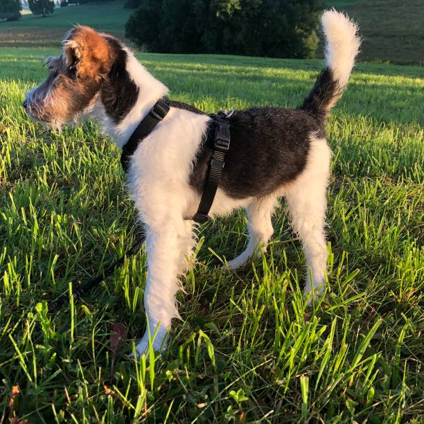 istock A proud dog in front of me 1328025833