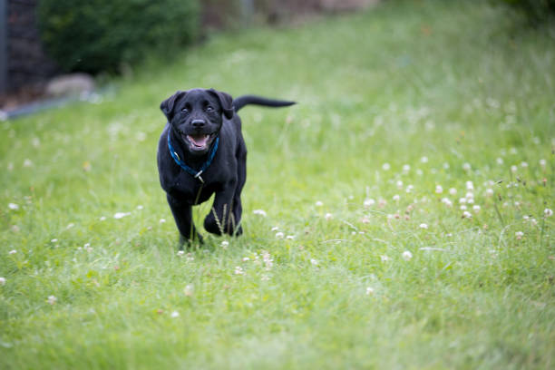 istock Small Labrador puppy in the grass 1328026905