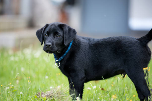 istock Small Labrador puppy in the grass 1328026906
