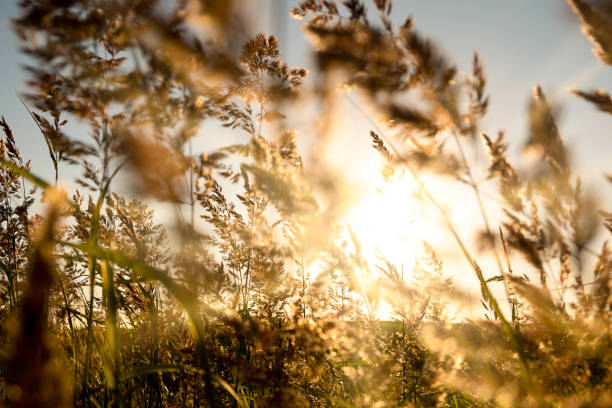 Colorful nature sunset or sunrise background. Silhouette of dry grass branches on field Colorful nature sunset or sunrise background. Silhouette of dry grass branches on field. golden hour photos stock pictures, royalty-free photos & images