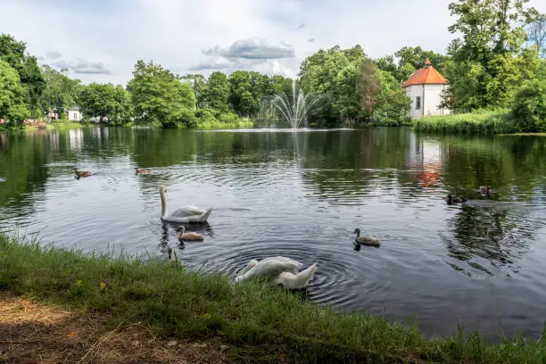 Beautiful view at pond in Zwierzyniec, Roztocze, Poland. Park and famous St.John's of Nepomuk Church on the island in the background. Group of swans in foreground.
