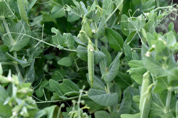 istock Green peas in pods on a garden bed 1328029033