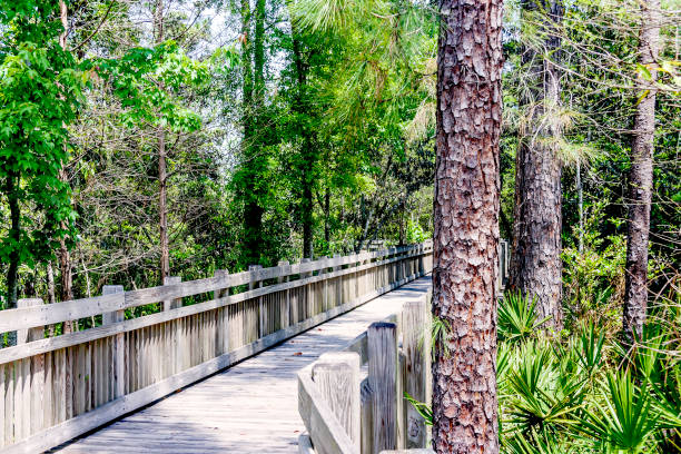istock You will really enjoy the stroll around the boardwalks within the various parks in Celebration Florida 1328030213