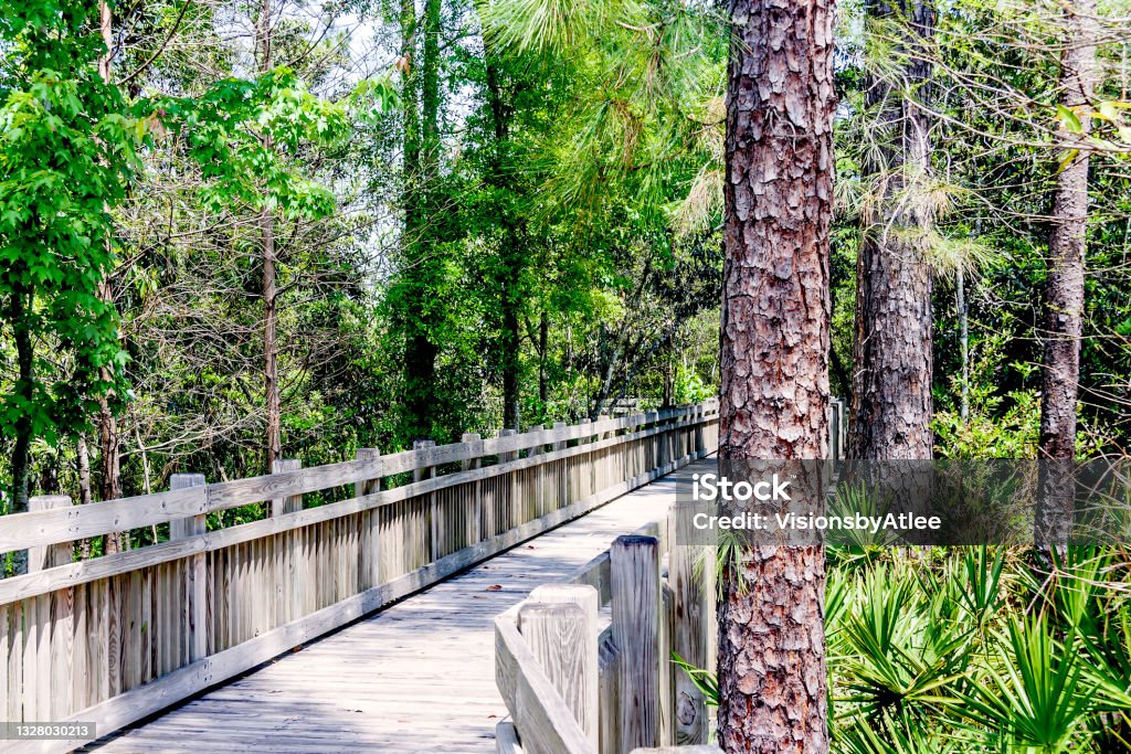 You will really enjoy the stroll around the boardwalks within the various parks in Celebration Florida Pine Tree Stock Photo