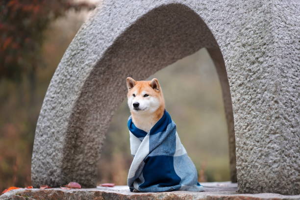 Cute ginger dog of shiba inu breed sitting wrapped in warm blanket on stone japanese lantern in traditional garden at autumn Cute ginger dog of shiba inu breed sitting wrapped in warm blanket on stone japanese lantern in traditional garden at autumn shiba inu stock pictures, royalty-free photos & images