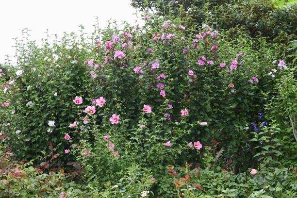 シャロンの花のバラ。 - formal garden tropical climate park plant ストックフォトと画像
