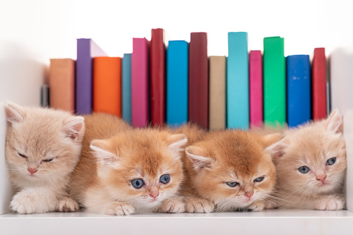 Photo of cute British shorthair cats sitting in a row on bookshelf. Multicolored books are seen on the background. Shot in studio with a full frame mirrorless camera.