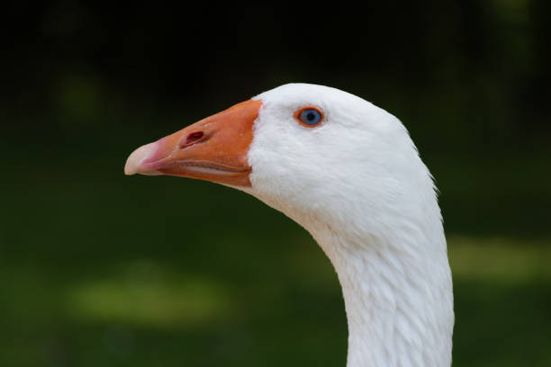 istock Domestic White Goose Head Close Up 1328031234