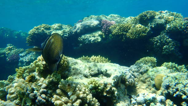 красноморский парусник танг или танг дежардена, индийская рыба-хирург (zebrasoma desjardinii) подводная - sailfin tang стоковые фото и изображения