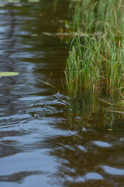 istock Grass snake grass snake Natrix natrix swimming in a lake.. 1328031472