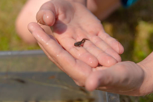 istock A frog tadpole with developed limbs held in a hand.. 1328031527