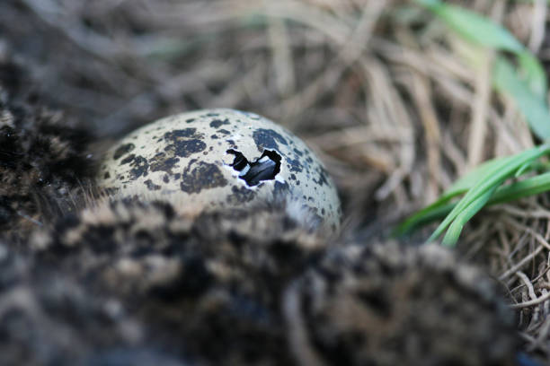 istock Close-up of a Northern lapwing, Vanellus vanellus chick hatching from an egg 1328033771