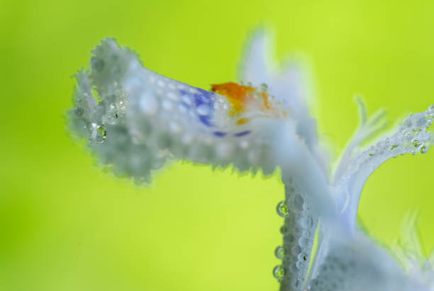 istock spring iris flower closeup with rain drops on light green background. artistic shot. 1328033965