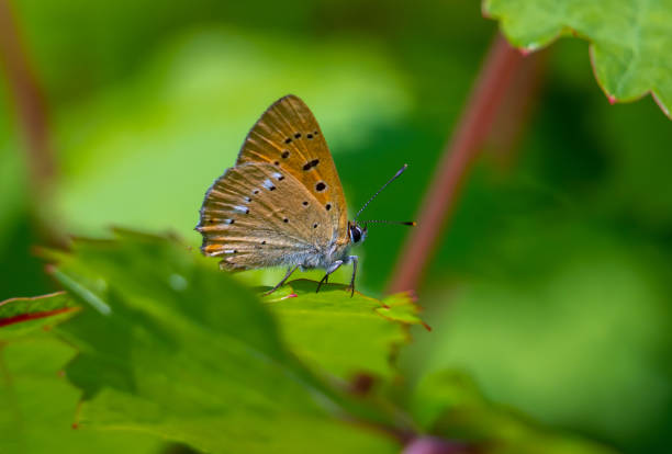 A beautiful Common blue butterfly sits on grape leaves.