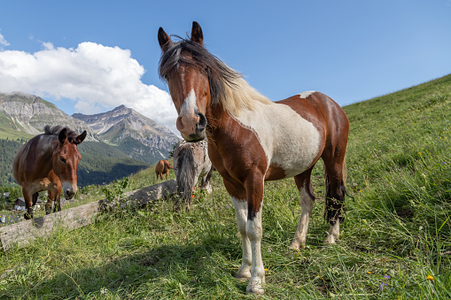 horses on a meadow in the swiss alps