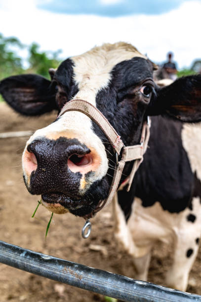 istock Close up of single black and white cow looking at us 1328035600